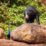 daroji sloth bear sanctuary(hampi)