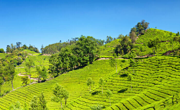 munnar